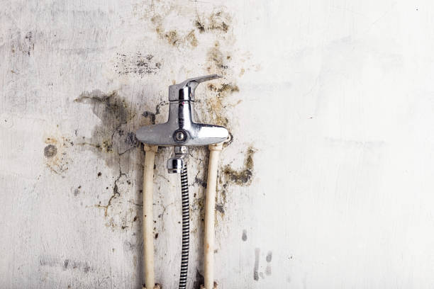 Best Mold Remediation Services  in Thorofare, NJ