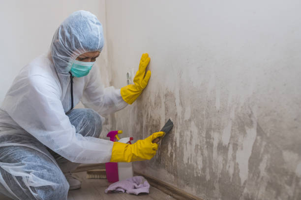 Best Local Mold Removal Service  in Thorofare, NJ