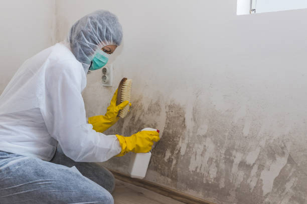 Best Professional Mold Removal  in Thorofare, NJ