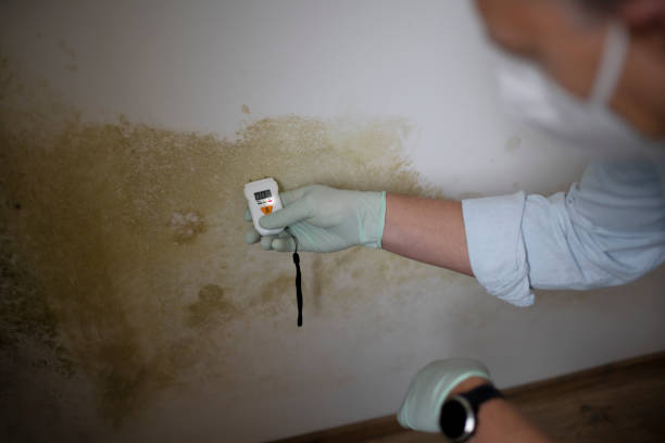 Best Toxic Mold Removal  in Thorofare, NJ