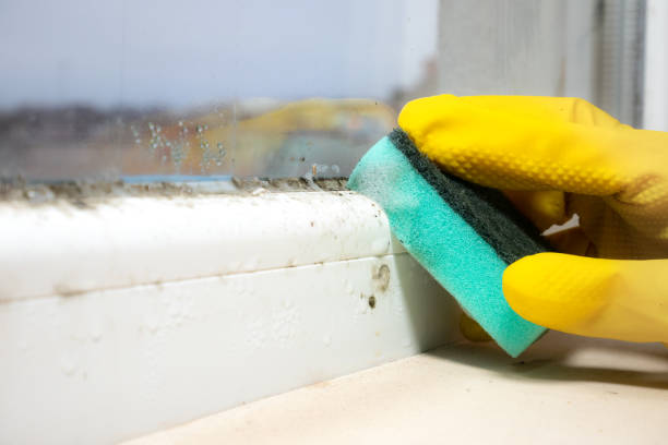 Best Mold Remediation  in Thorofare, NJ