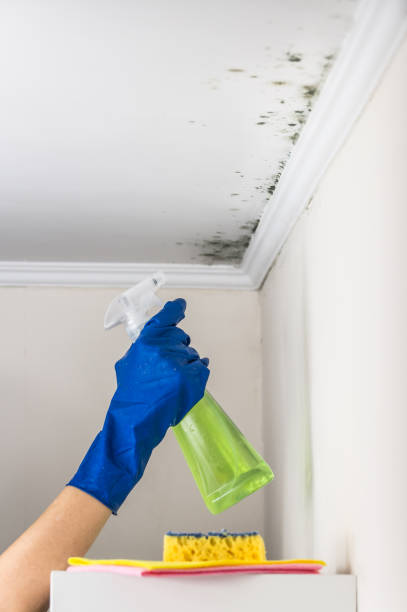 Best Toxic Mold Removal  in Thorofare, NJ